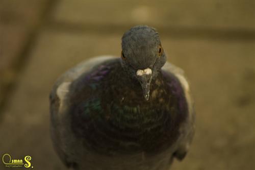 osmansezgic photographer hayvanlar (1)