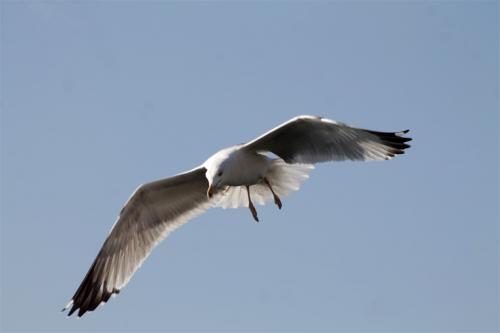 osmansezgic photographer hayvanlar (10)