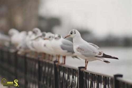 osmansezgic photographer hayvanlar (11)