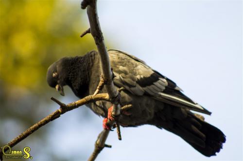 osmansezgic photographer hayvanlar (2)