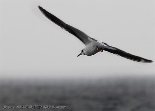 osmansezgic photographer hayvanlar (5)