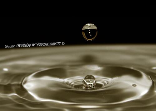 osmansezgic photographer macro (10)