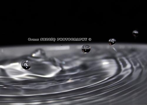 osmansezgic photographer macro (15)