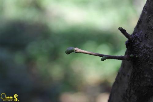 osmansezgic photographer macro (16)