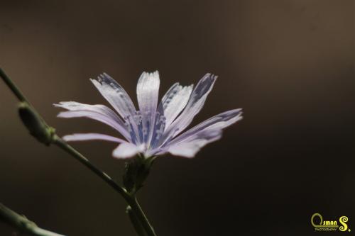 osmansezgic photographer macro (2)