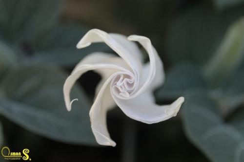 osmansezgic photographer macro (4)