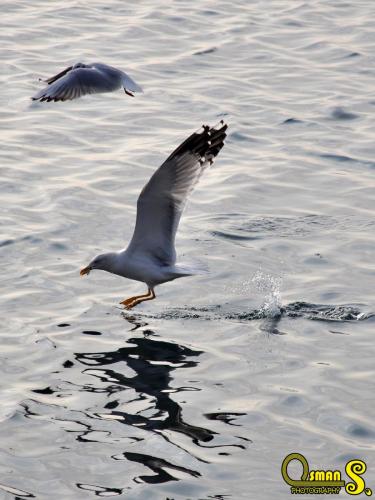 osmansezgic photography martilar(1)