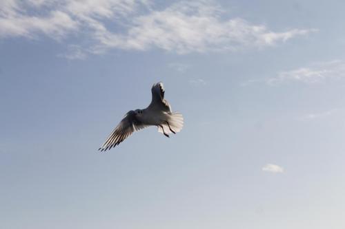 osmansezgic photography martilar(10)