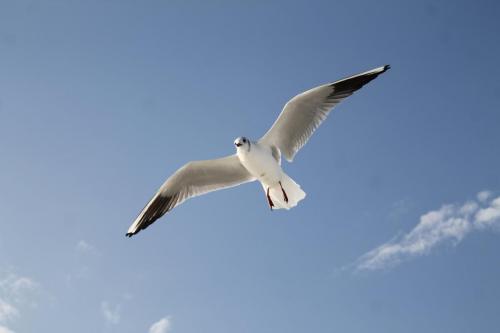 osmansezgic photography martilar(11)