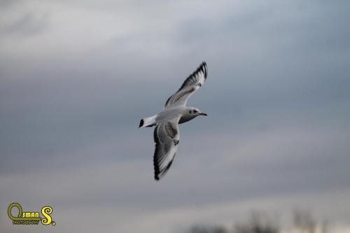 osmansezgic photography martilar(12)