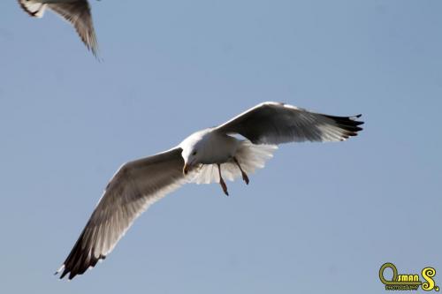 osmansezgic photography martilar(14)