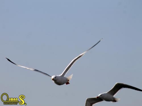 osmansezgic photography martilar(15)