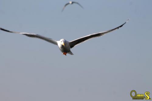 osmansezgic photography martilar(16)