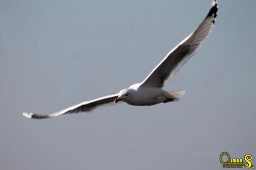 osmansezgic photography martilar(17)