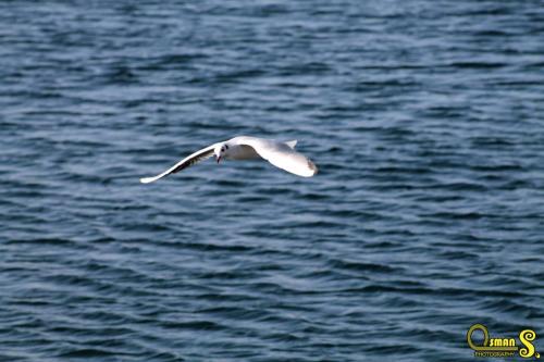 osmansezgic photography martilar(18)