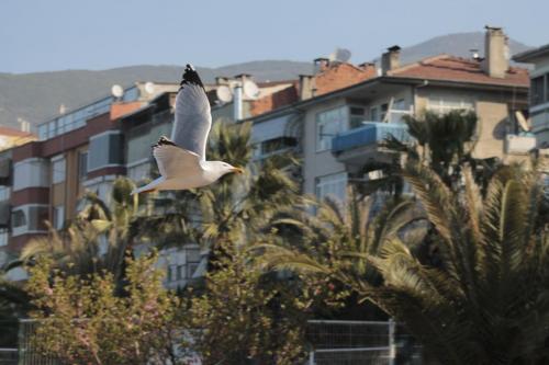 osmansezgic photography martilar(3)