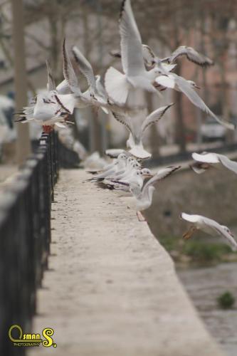 osmansezgic photography martilar(4)