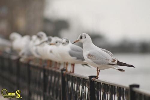 osmansezgic photography martilar(6)