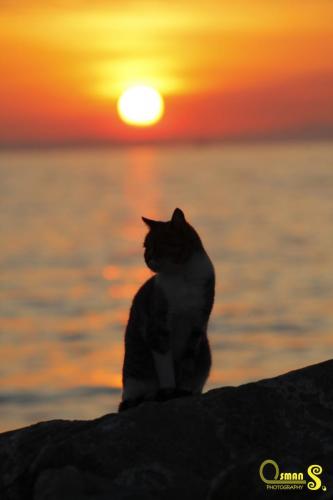 Osman Sezgic siluetler (6)