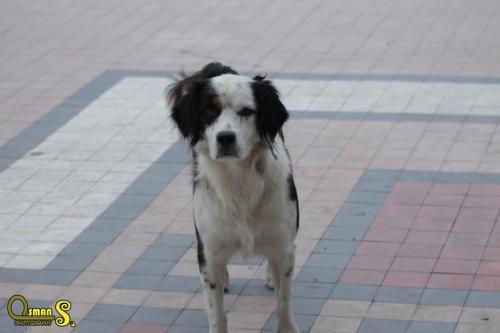 osman sezgic sokaktaki dostlarimiz (1)