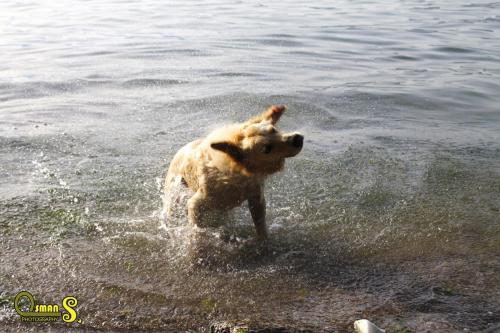 osman sezgic sokaktaki dostlarimiz (10)