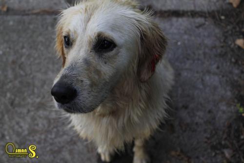 osman sezgic sokaktaki dostlarimiz (11)