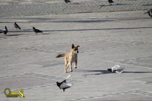 osman sezgic sokaktaki dostlarimiz (2)