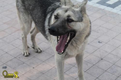 osman sezgic sokaktaki dostlarimiz (3)