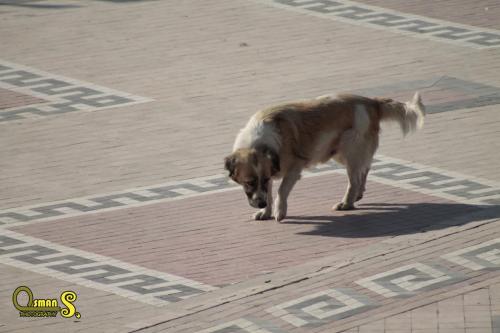 osman sezgic sokaktaki dostlarimiz (5)