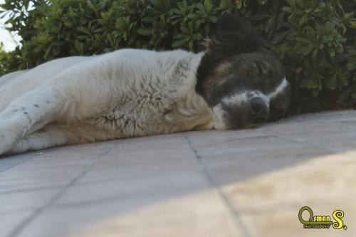 osman sezgic sokaktaki dostlarimiz (6)