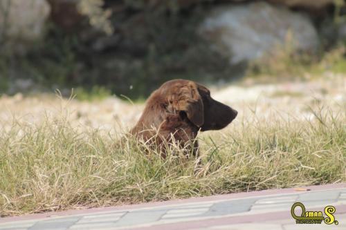 osman sezgic sokaktaki dostlarimiz (7)