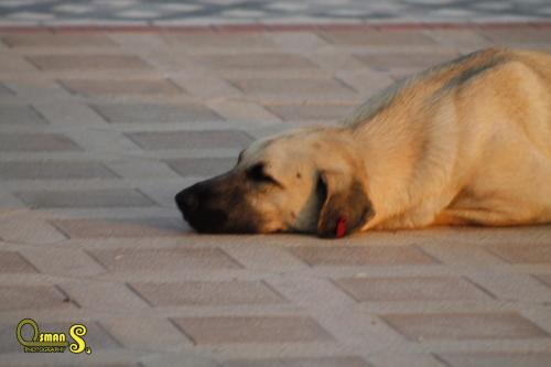 osman sezgic sokaktaki dostlarimiz (9)