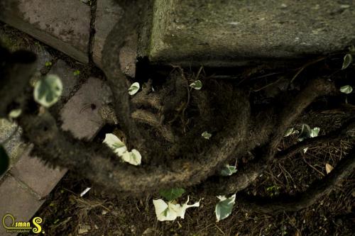 umurbeyin eski evleri(15)